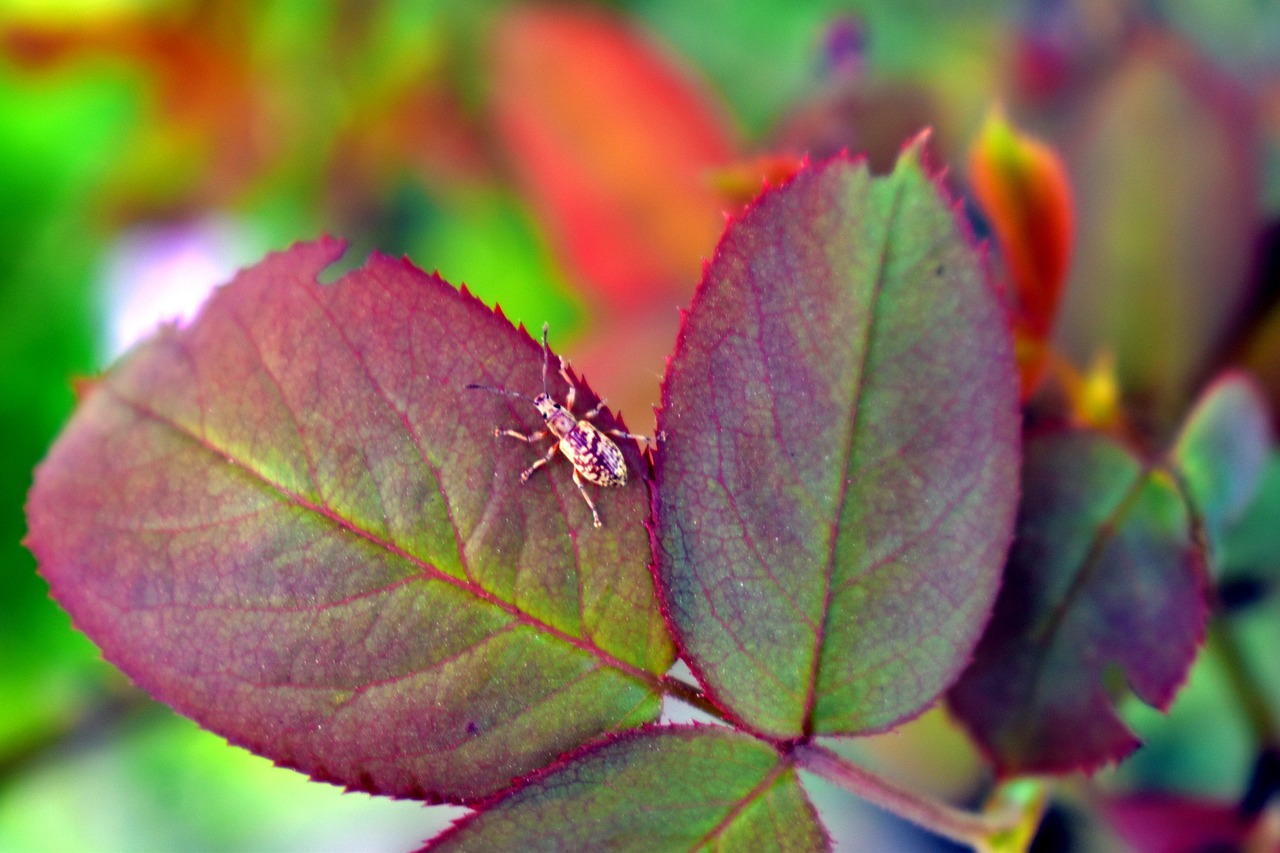 Image - bug leaf eater rose leaf camouflage