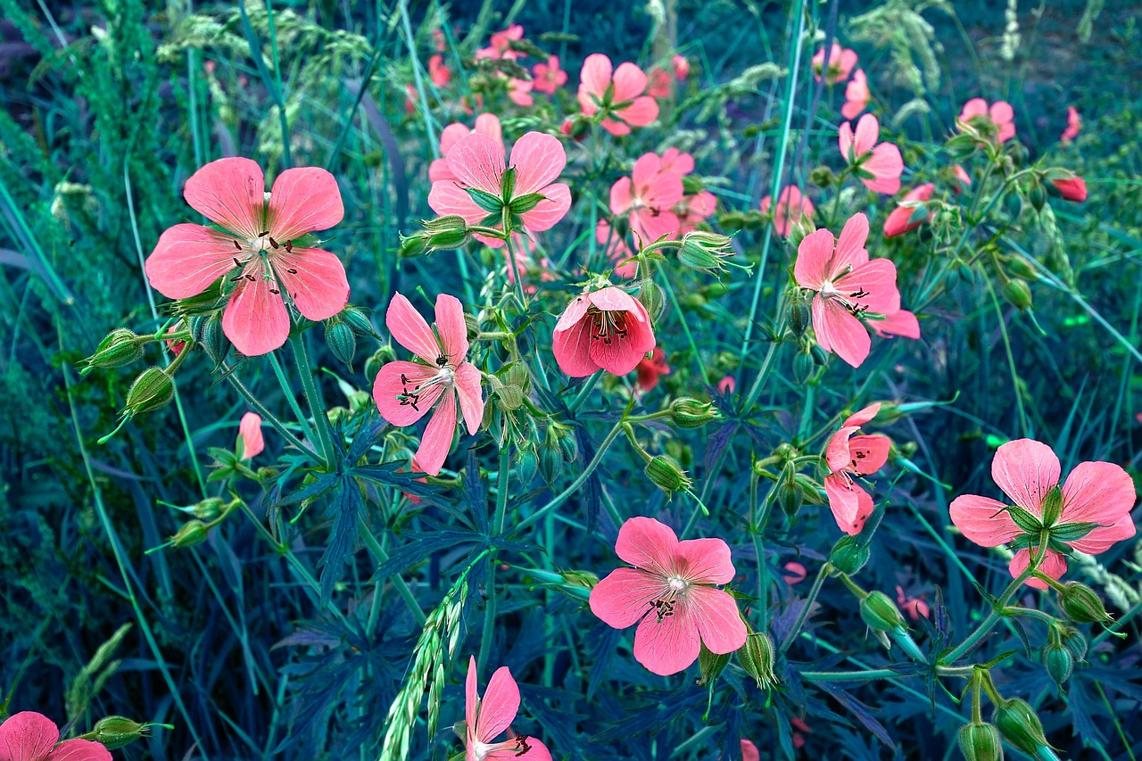 Image - plant flower geranium sanguineum