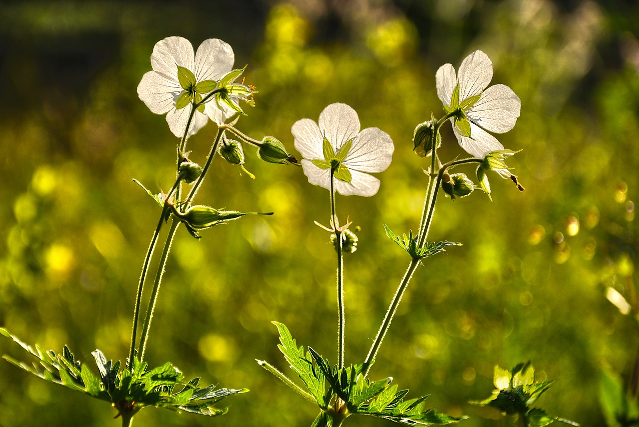 Image - plant flower cranesbill