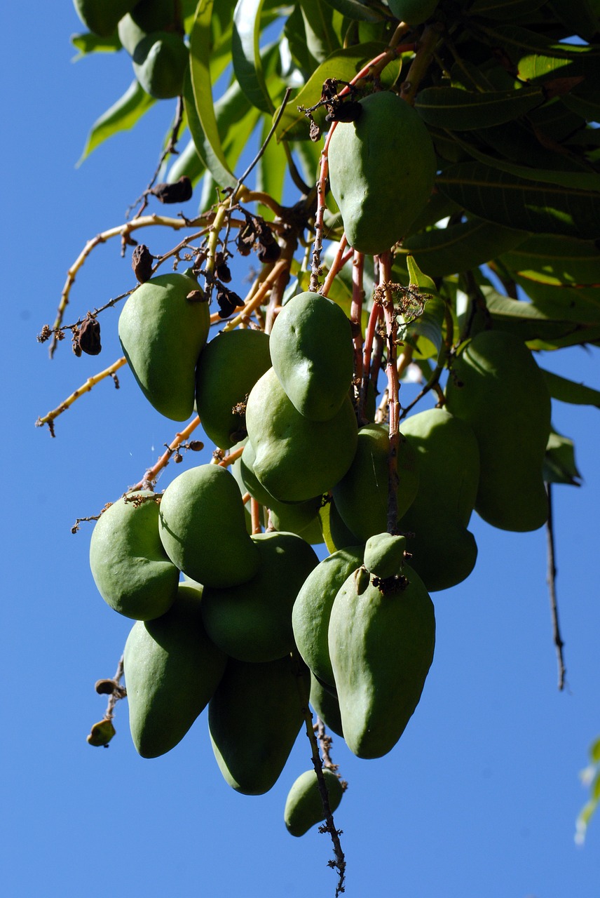 Image - handles tree branch