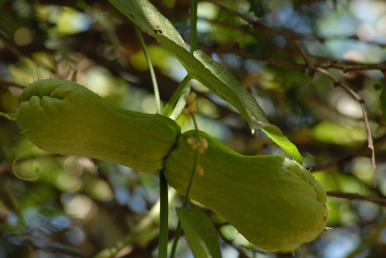 Image - squash vegetable plant