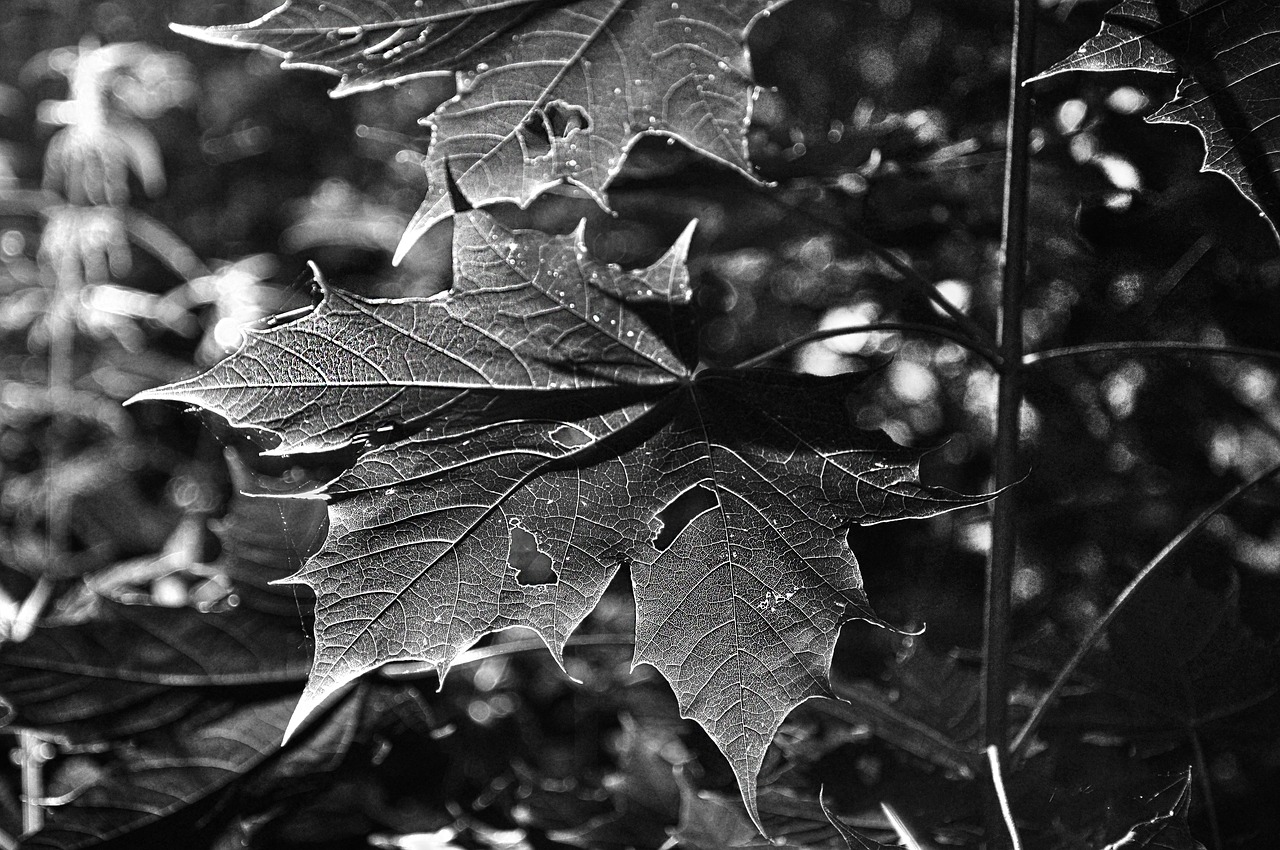 Image - branch twig leaf leaves foliage