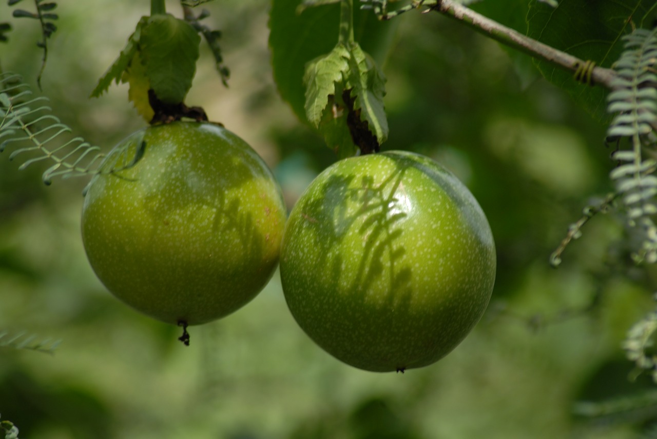 Image - fruit passion fruit plant