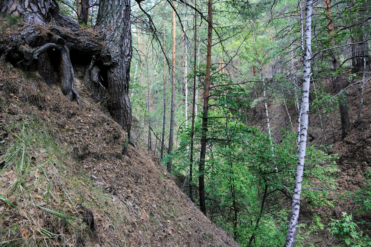 Image - breakage forest ravine tree slope