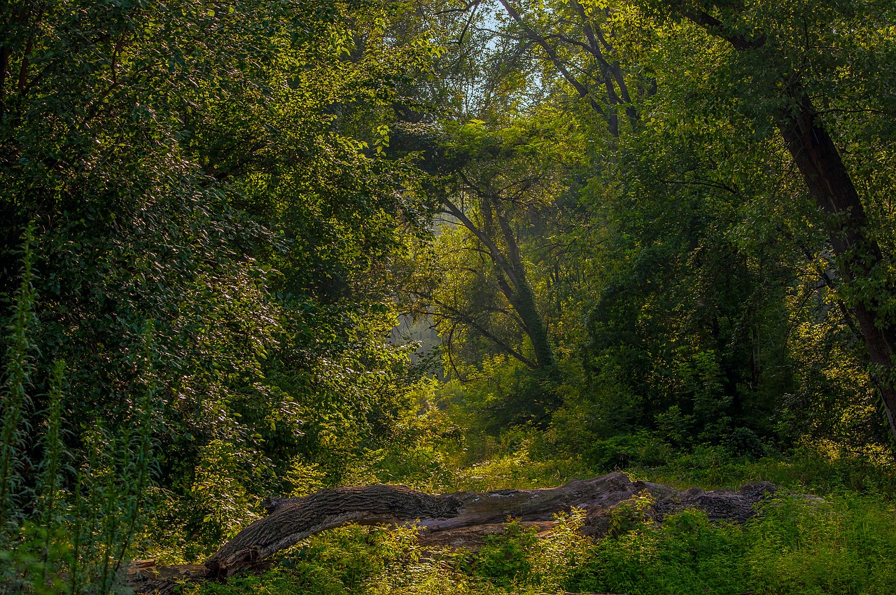 Image - landscape balance beam forest