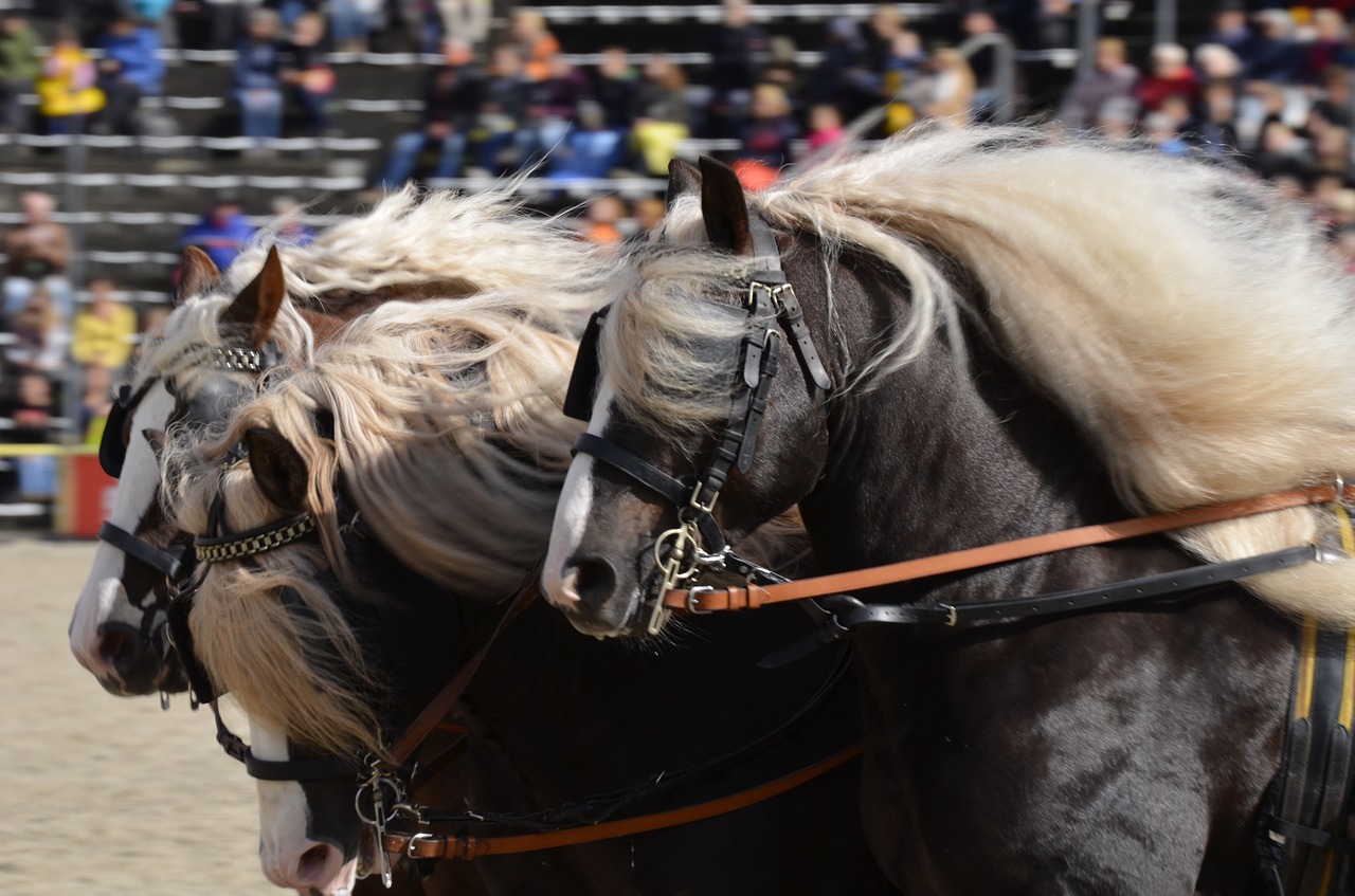 Image - main and state stud marbach