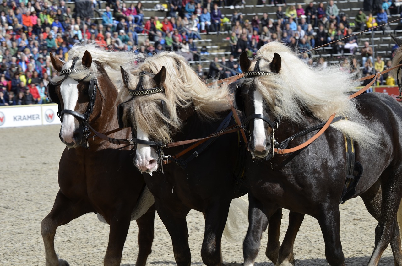 Image - main and state stud marbach