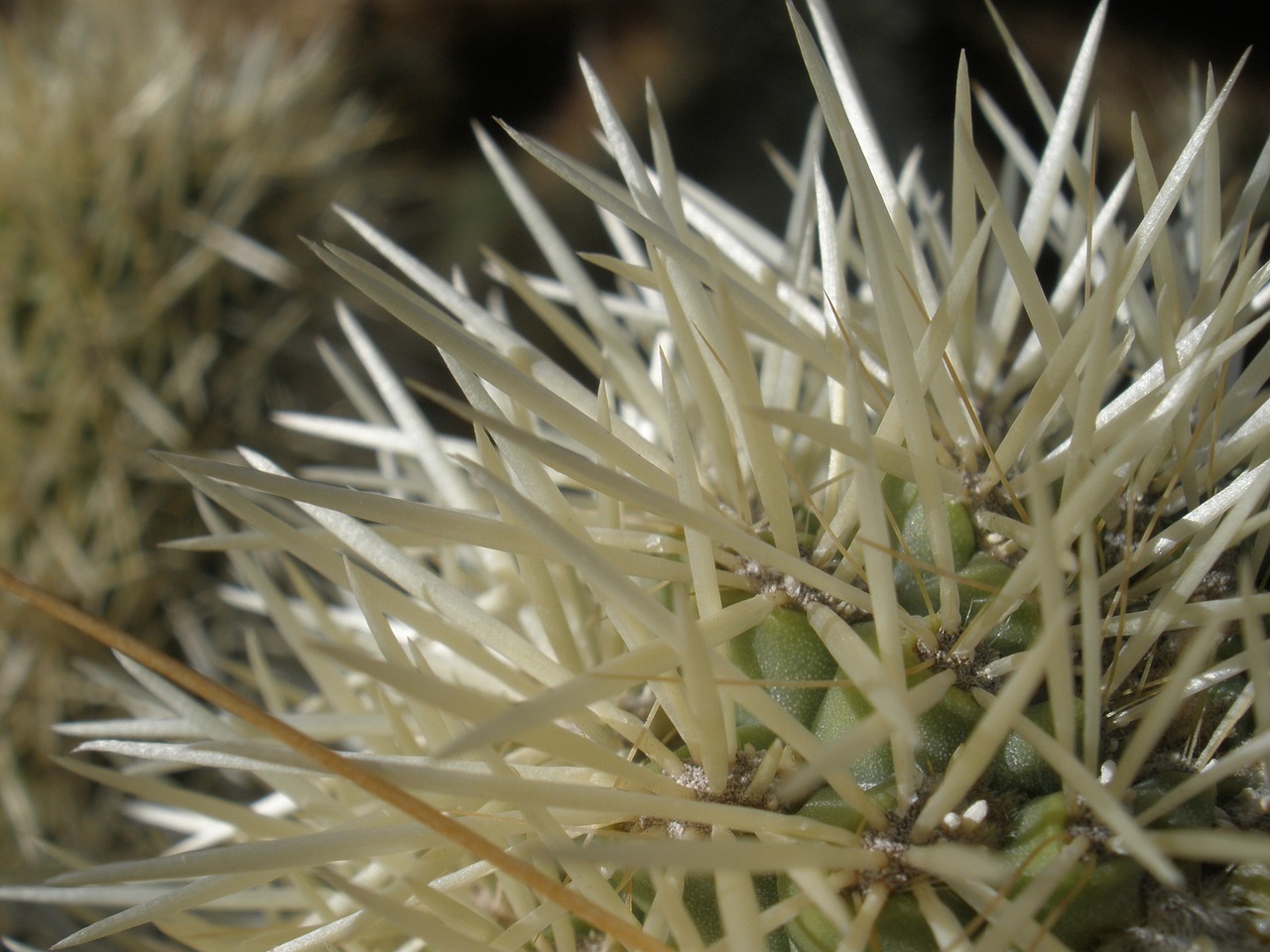 Image - plant cactus cholla