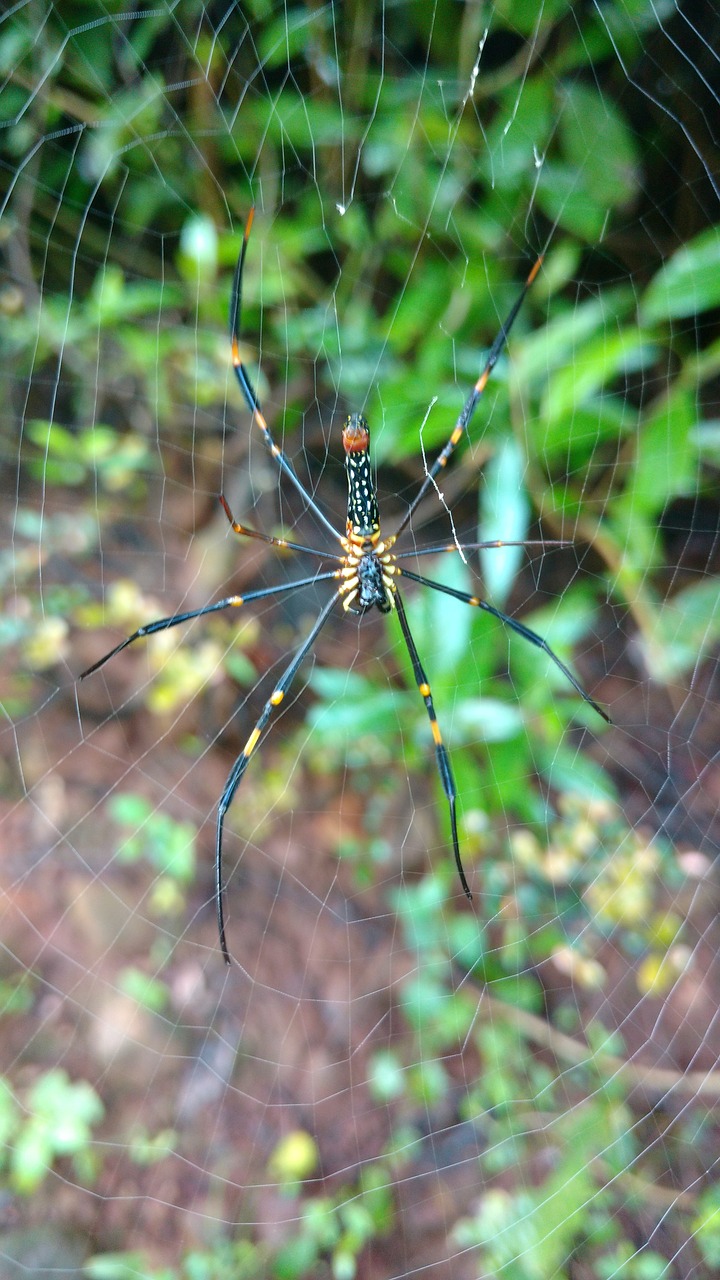 Image - spider wab green