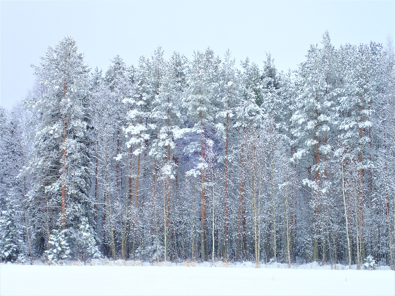 Image - winter forest finnish nature tree