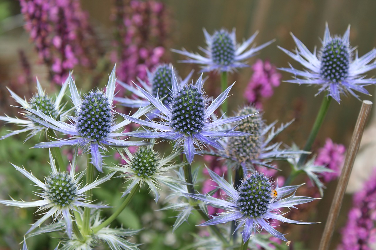 Image - thistle steel blue blue flowers