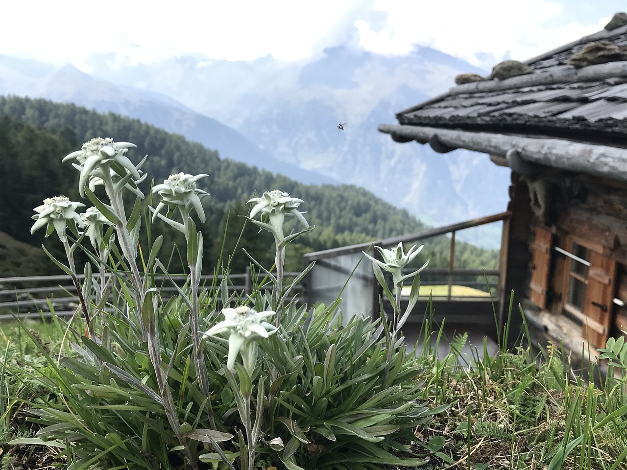 Image - south tyrol edelweiss plant