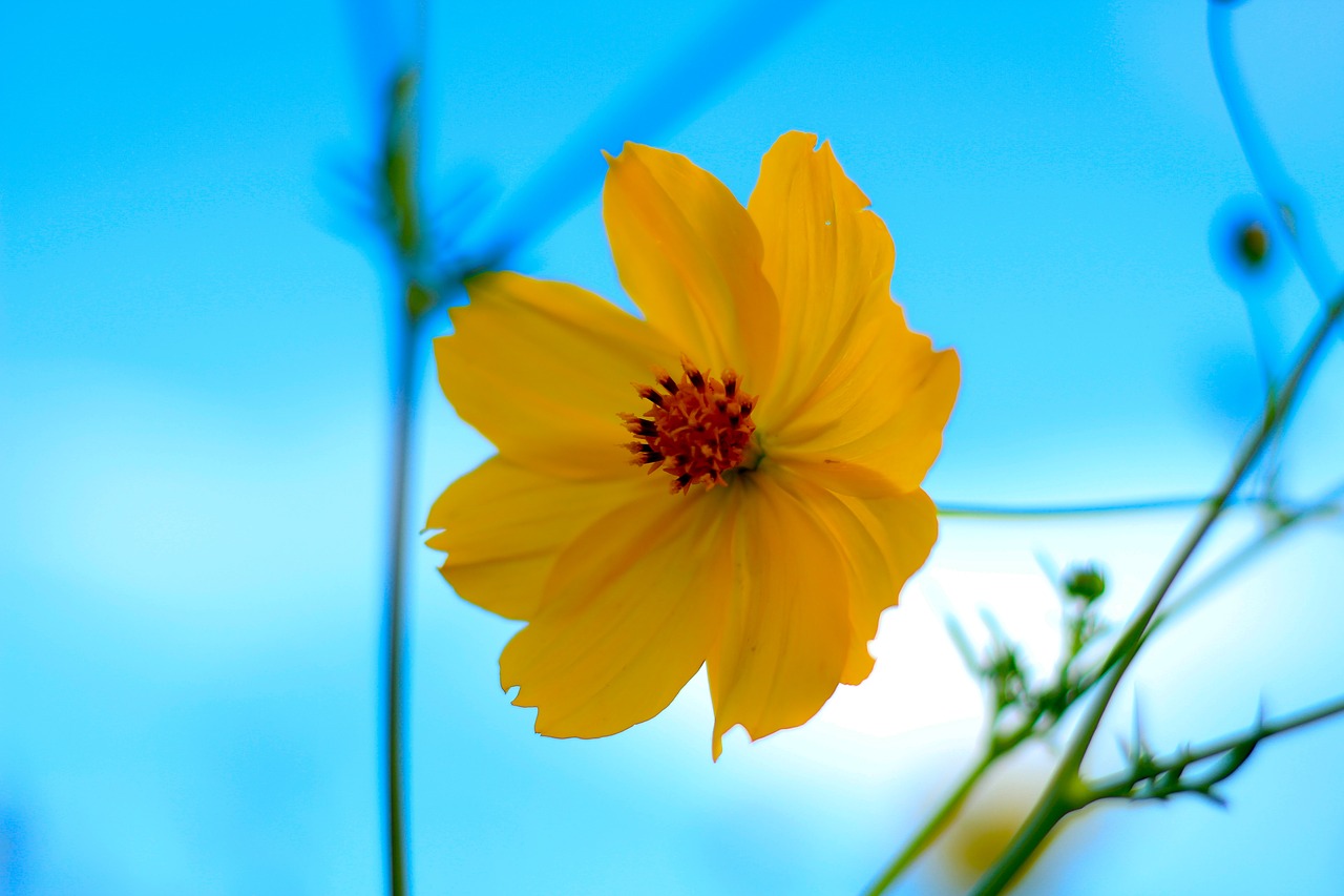 Image - yellow flowers starburst nature