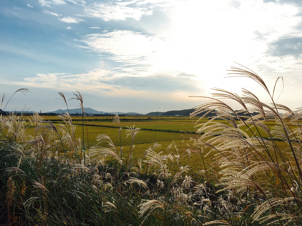 Image - autumn sky reed silver grass autumn