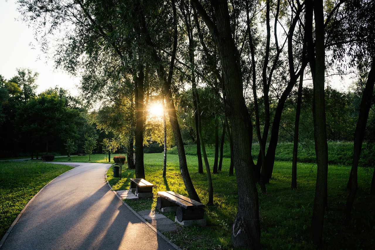 Image - park rays of the sun tree alley