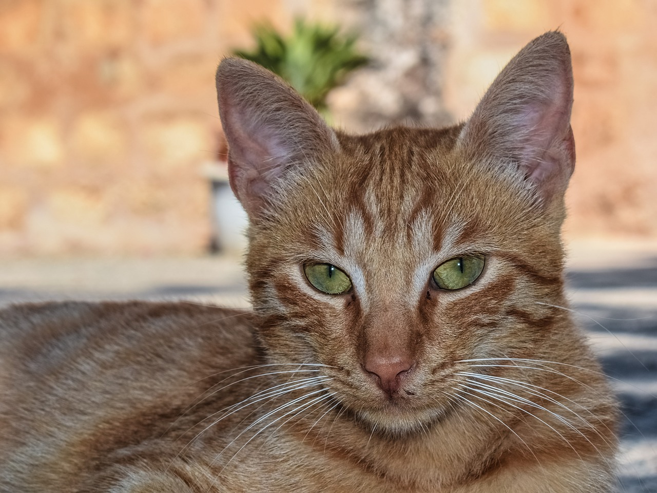 Image - cat outdoor homeless animal kitten