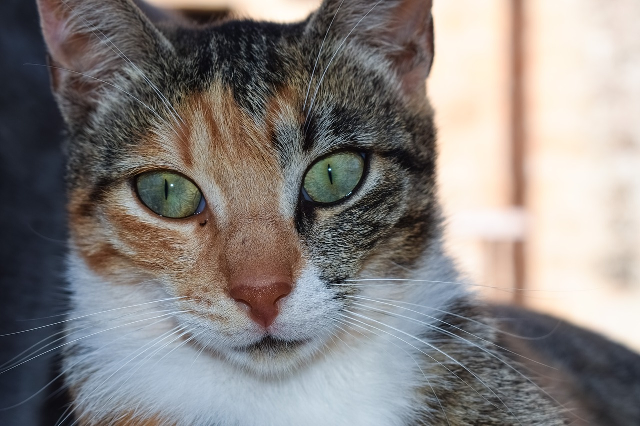 Image - cat eyes looking close up animal