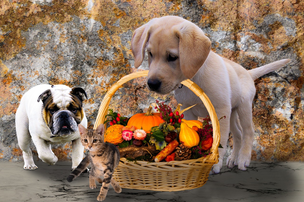 Image - animals dogs cat autumn harvest