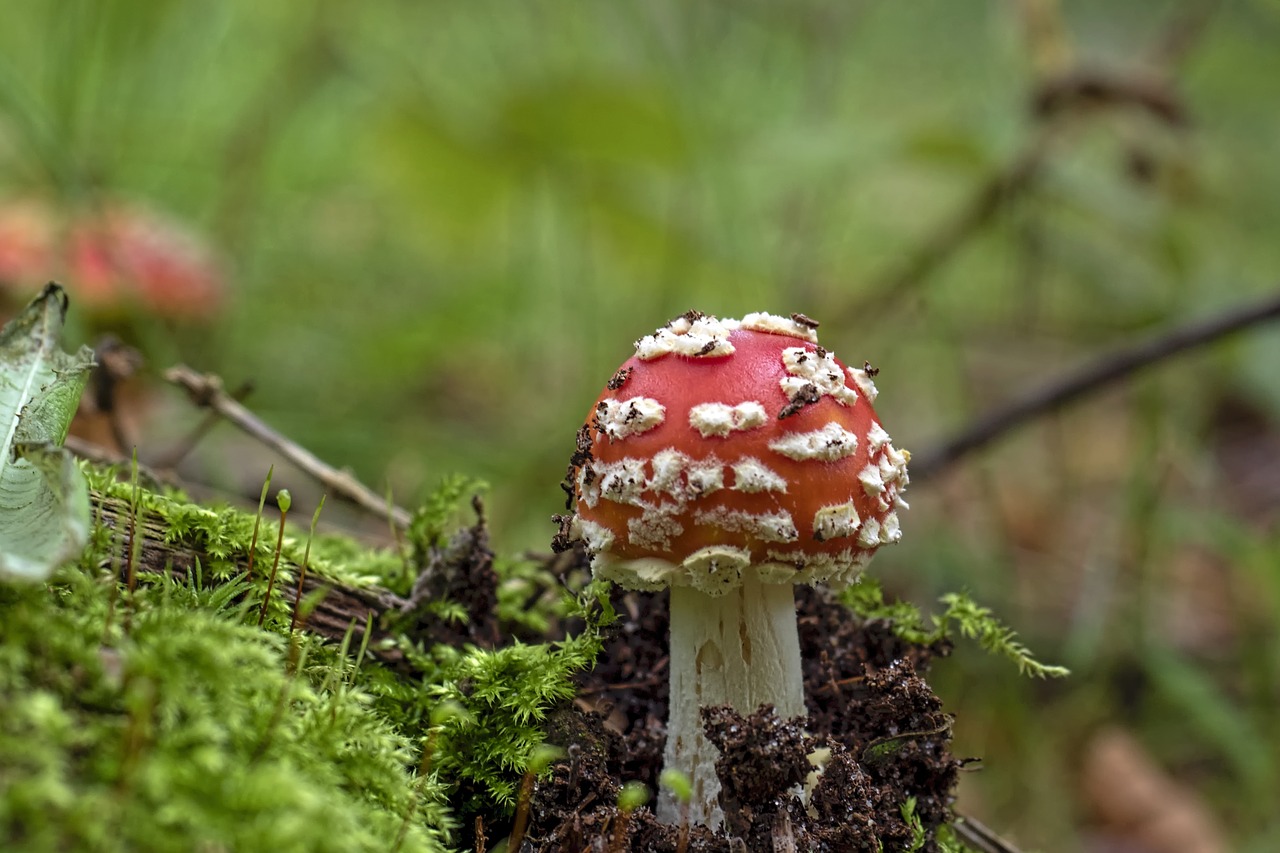 Image - fly agaric red fly agaric mushroom