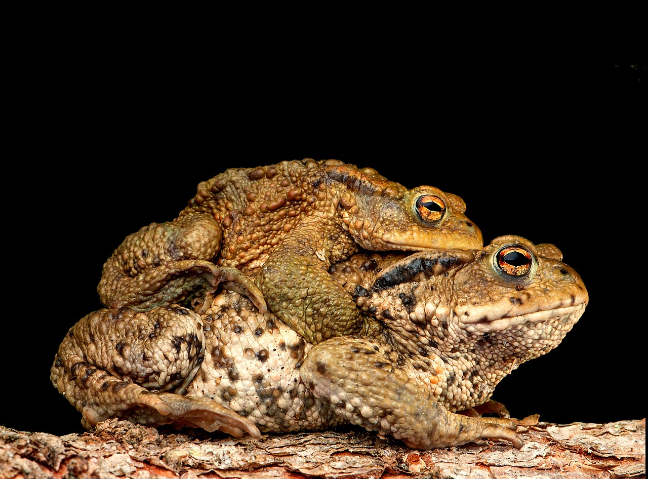 Image - piggyback toad frog bufonidae