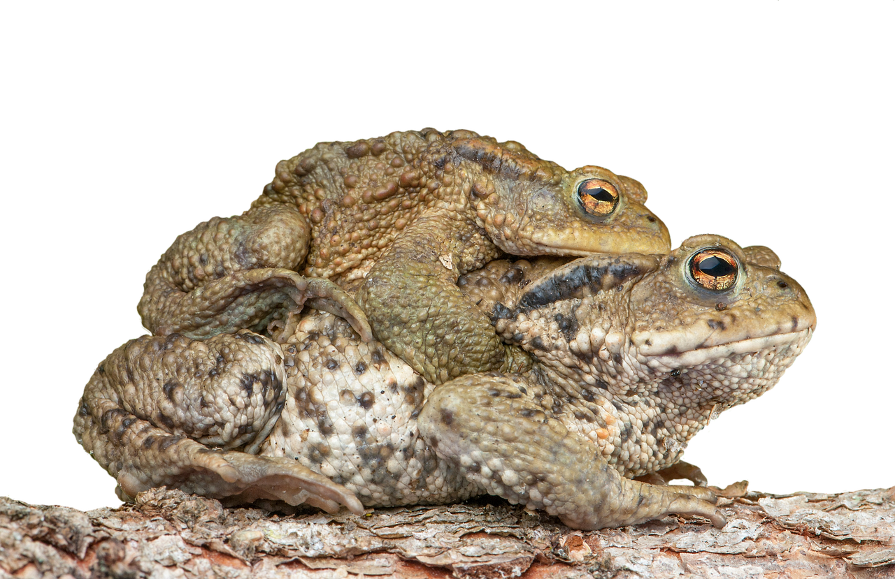 Image - piggyback toad frog bufonidae