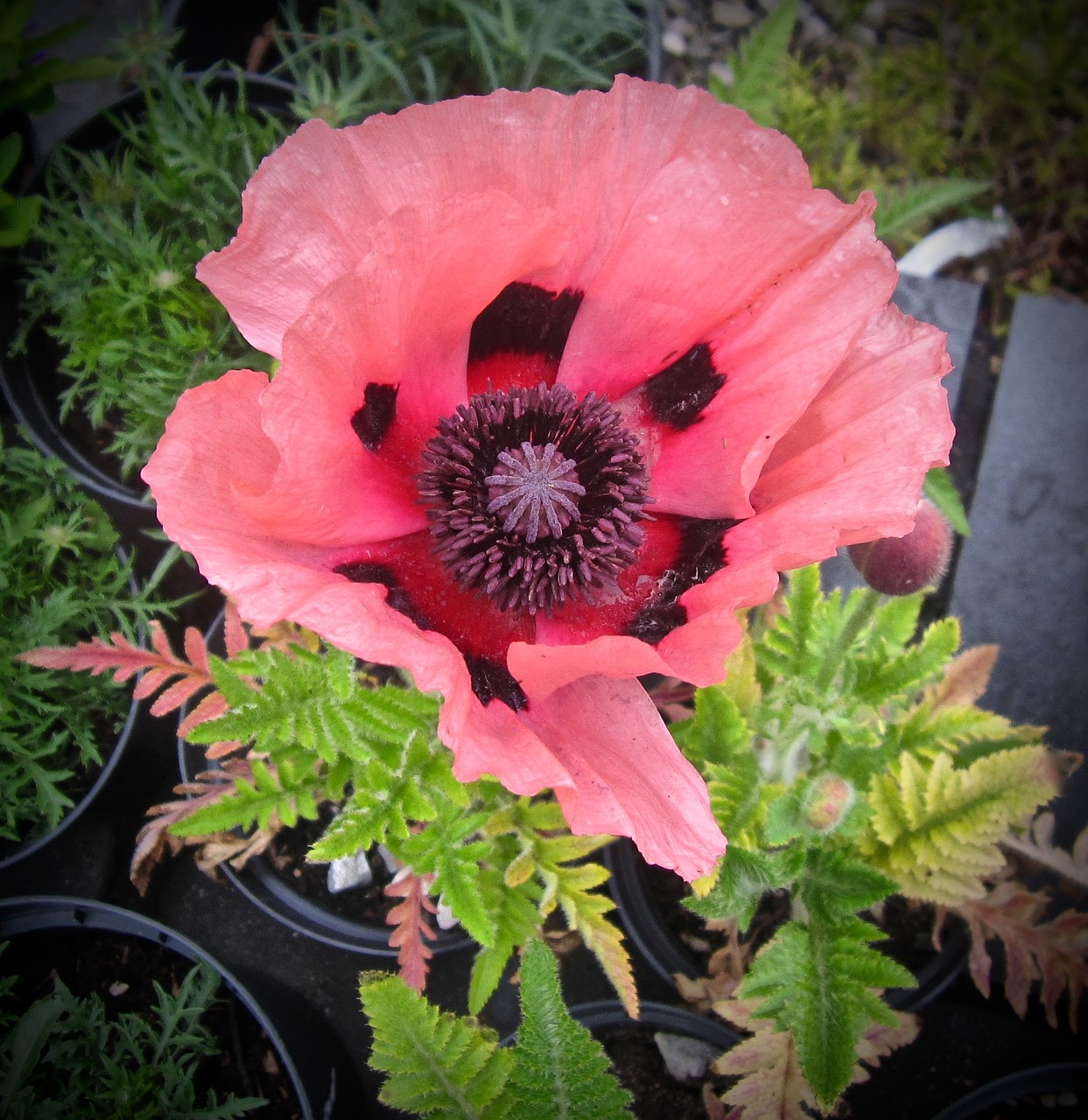 Image - poppy red flower remembrance