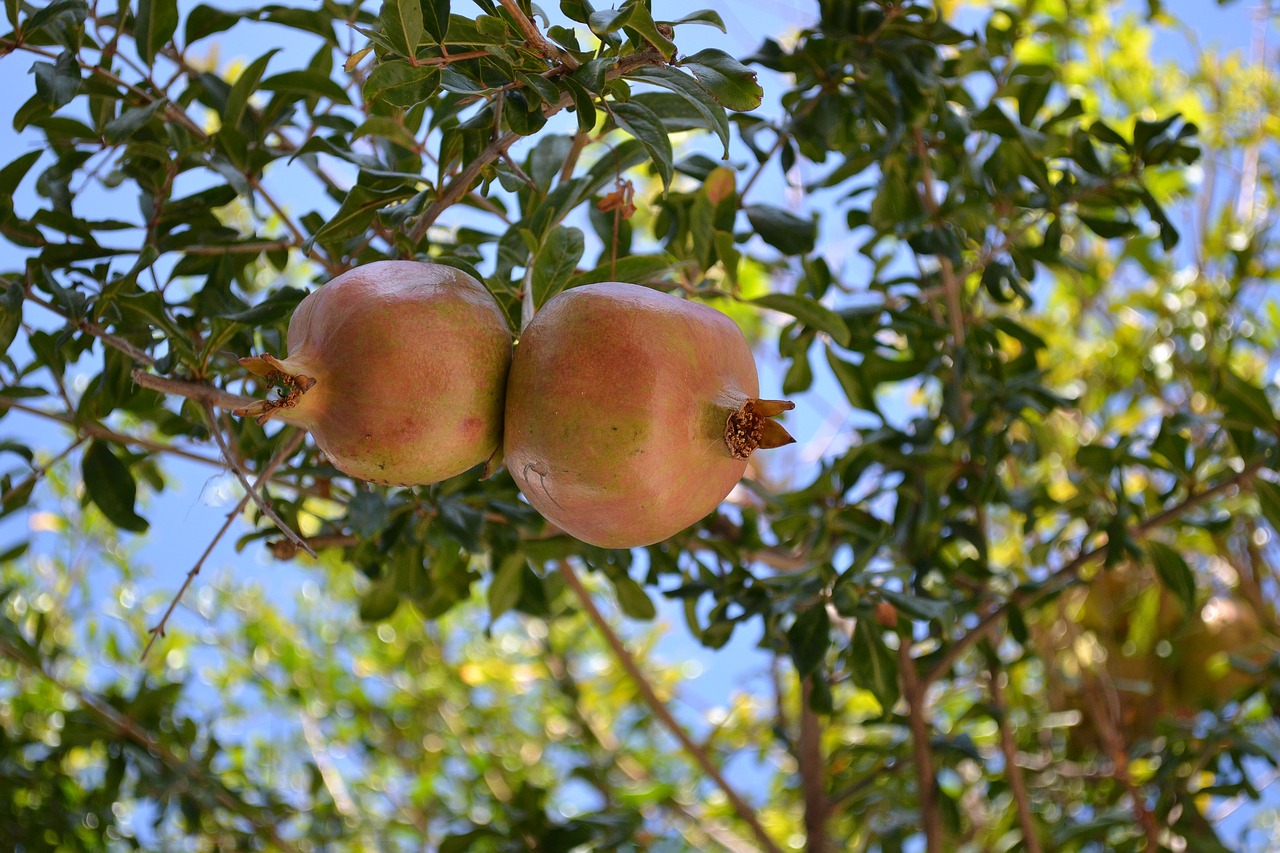 Image - pomegranate fruits botany food