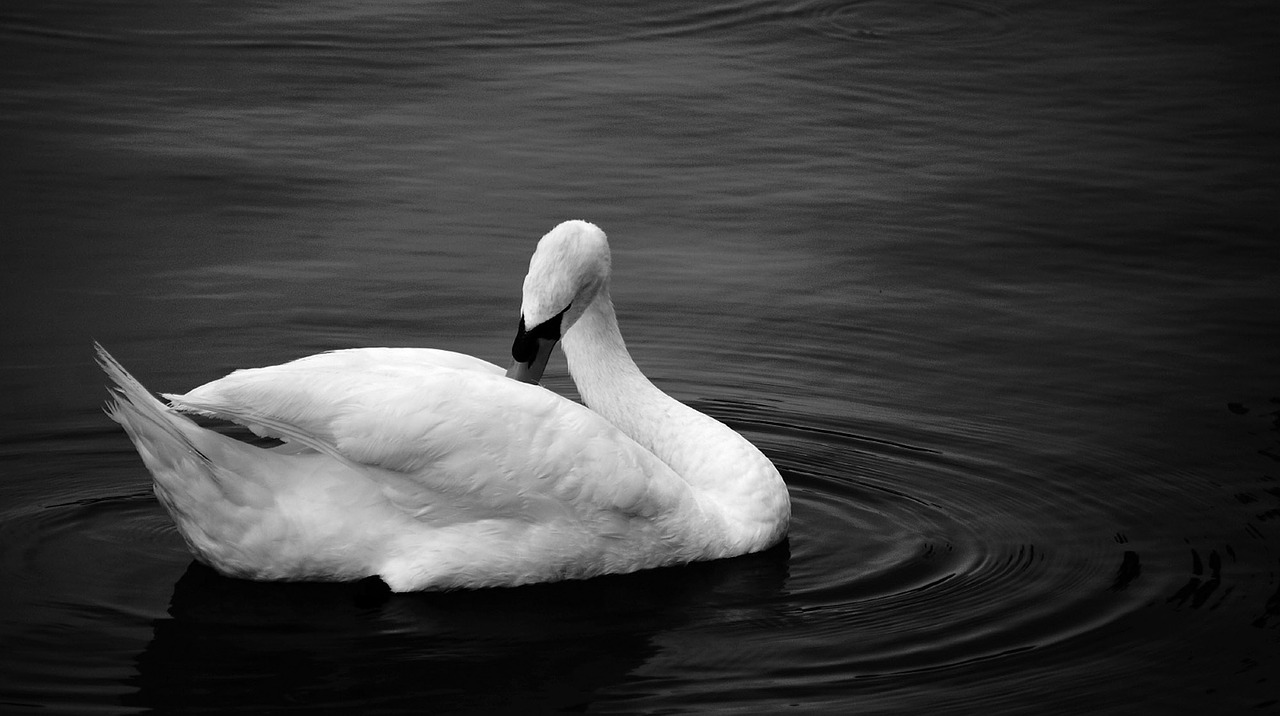 Image - swan black white photo water bird