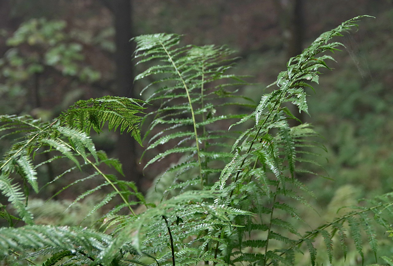 Image - fern forest green polypody foliage