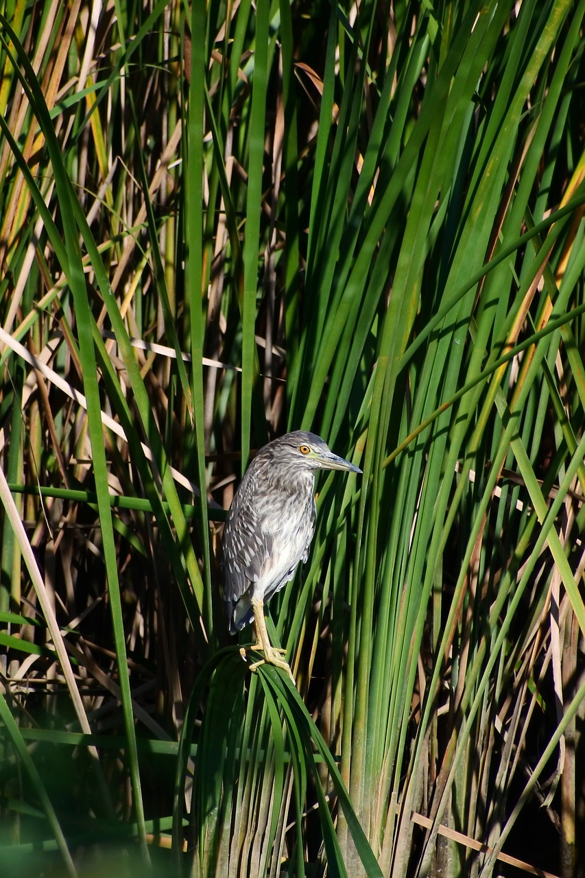 Image - animal river waterside waterweed