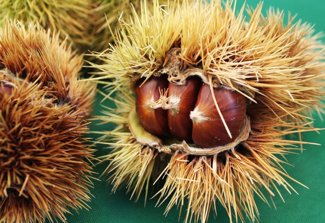 Image - chestnut chestnuts curly season