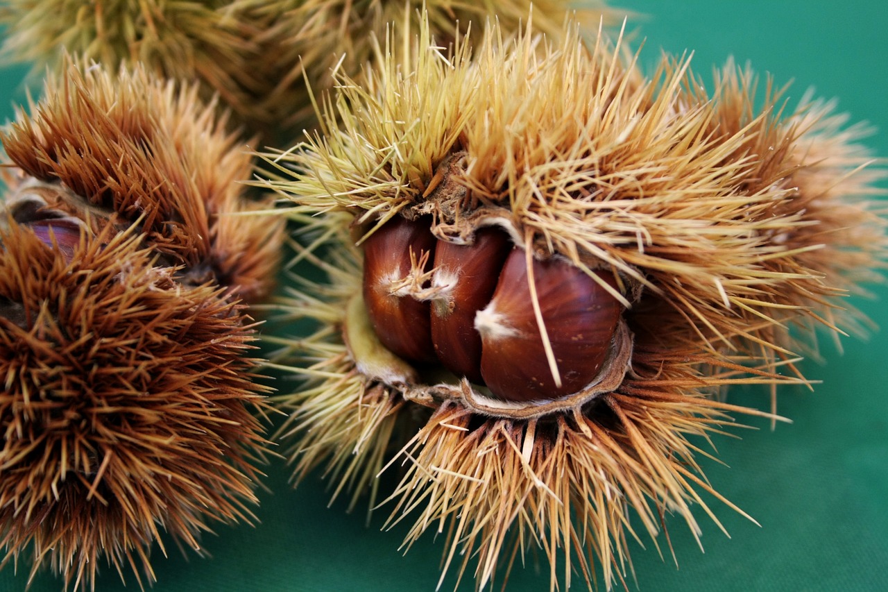 Image - chestnuts chestnut curly season