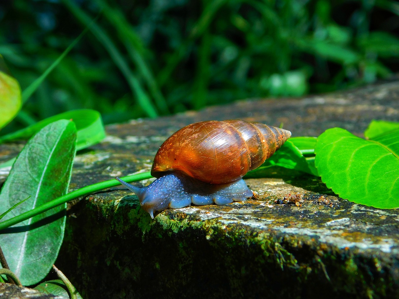 Image - snail stone nature