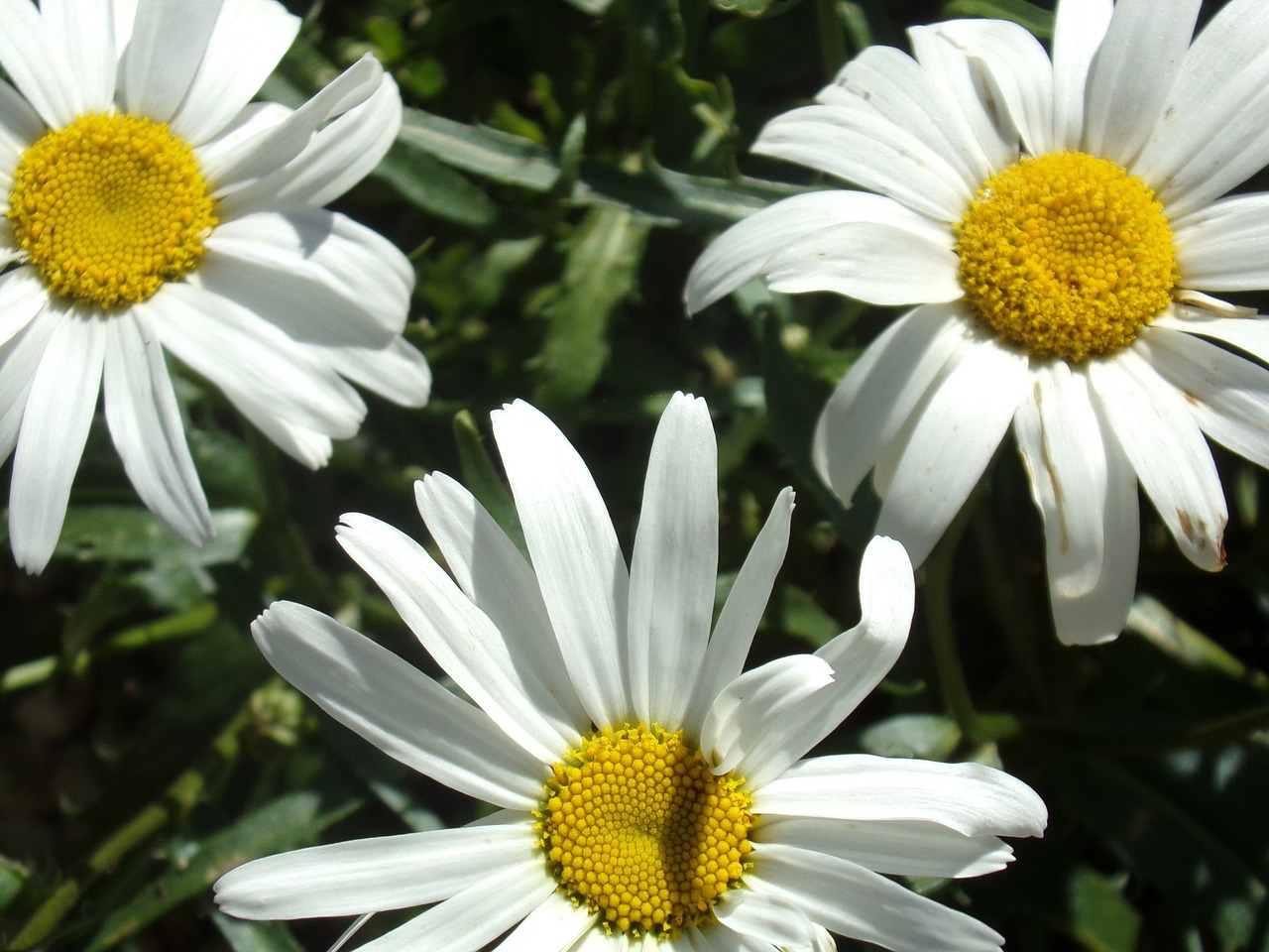 Image - marguerite flower nature garden