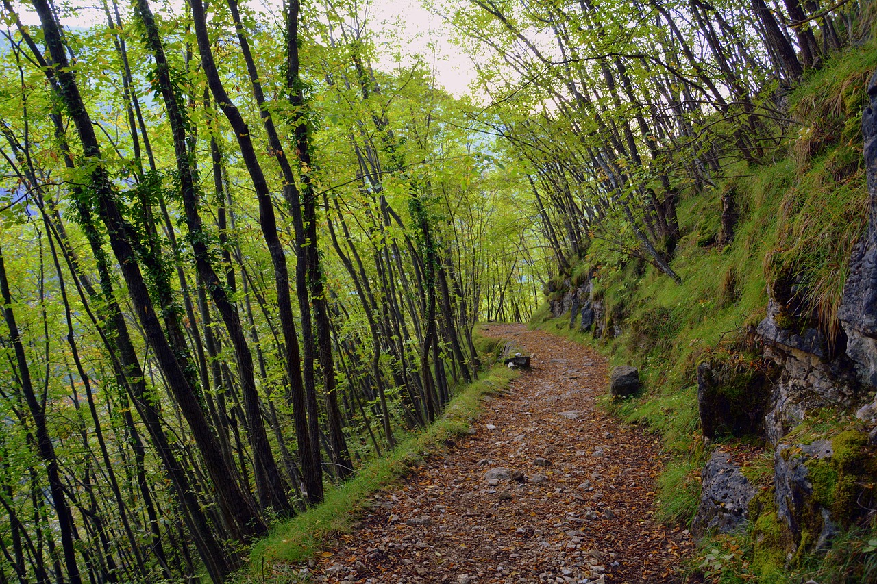 Image - excursion forest autumn trail