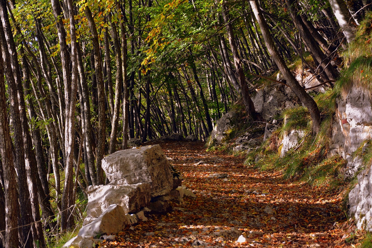 Image - excursion forest autumn trail