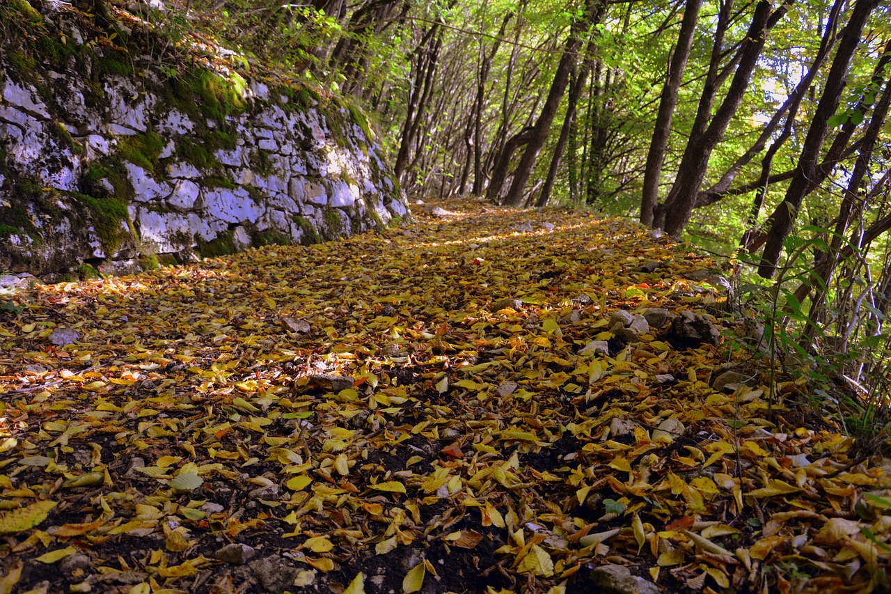 Image - excursion forest autumn trail