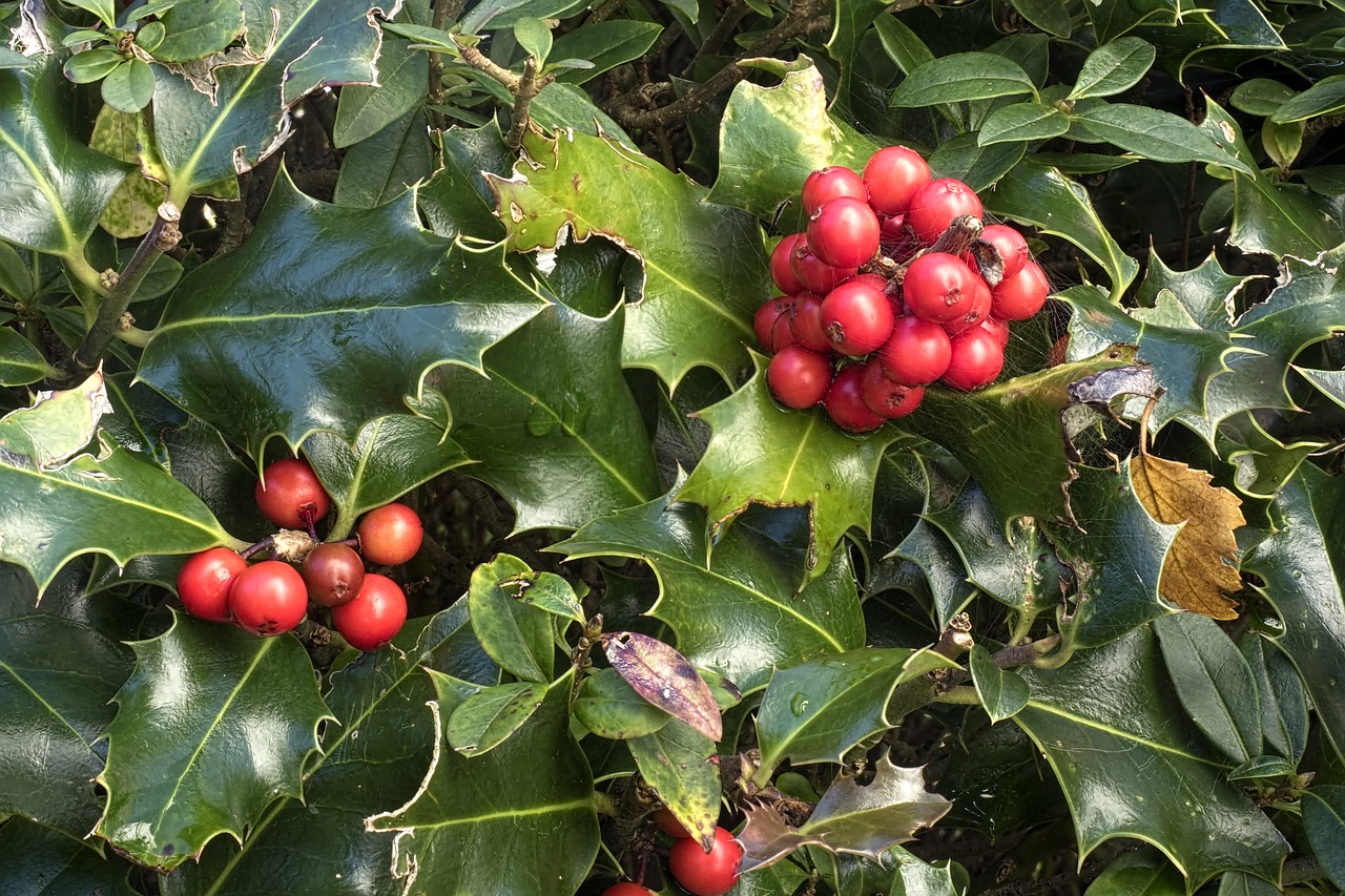 Image - holly ilex aquifolium ordinary holly