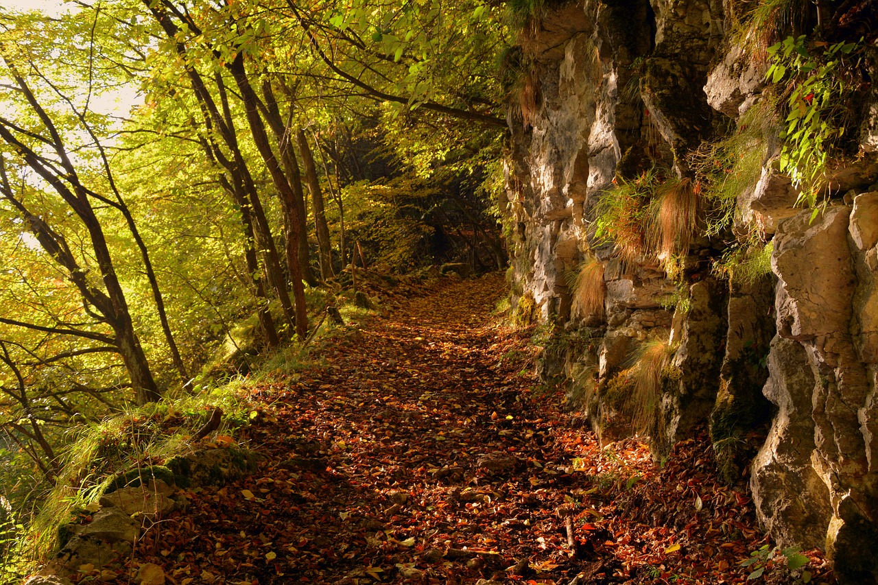 Image - excursion forest autumn trail