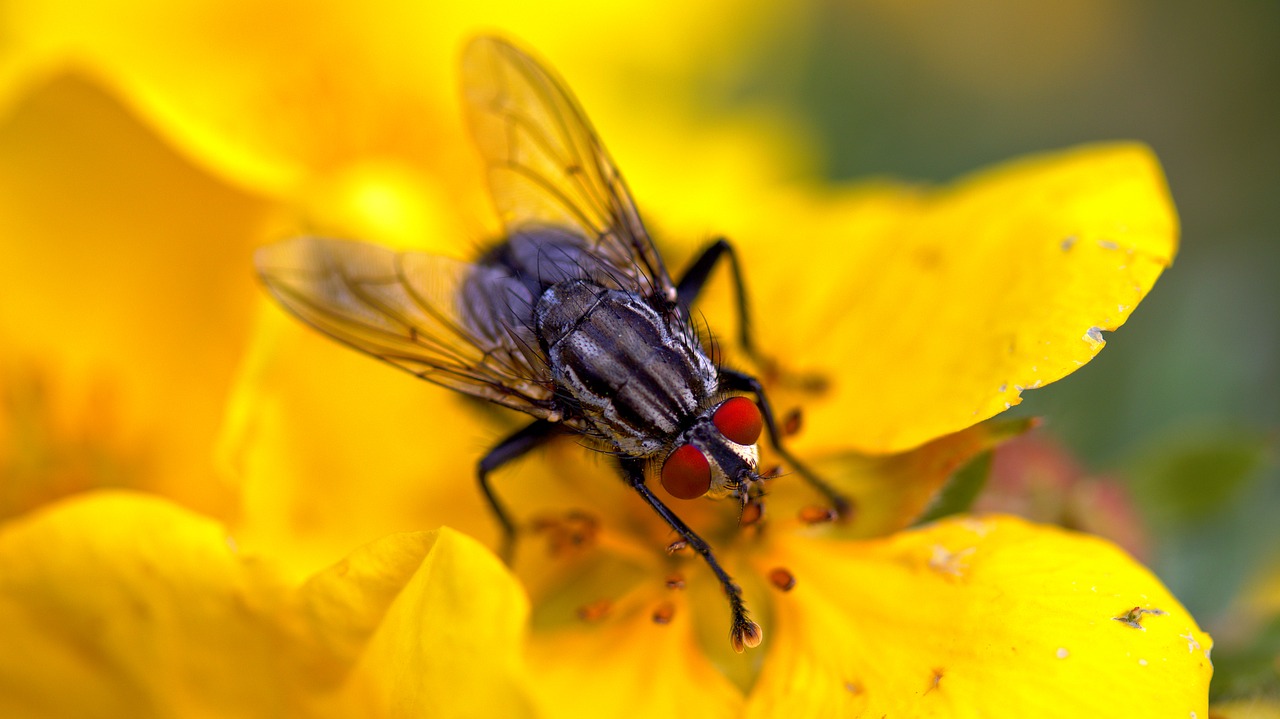 Image - fly flower macro insect blossom