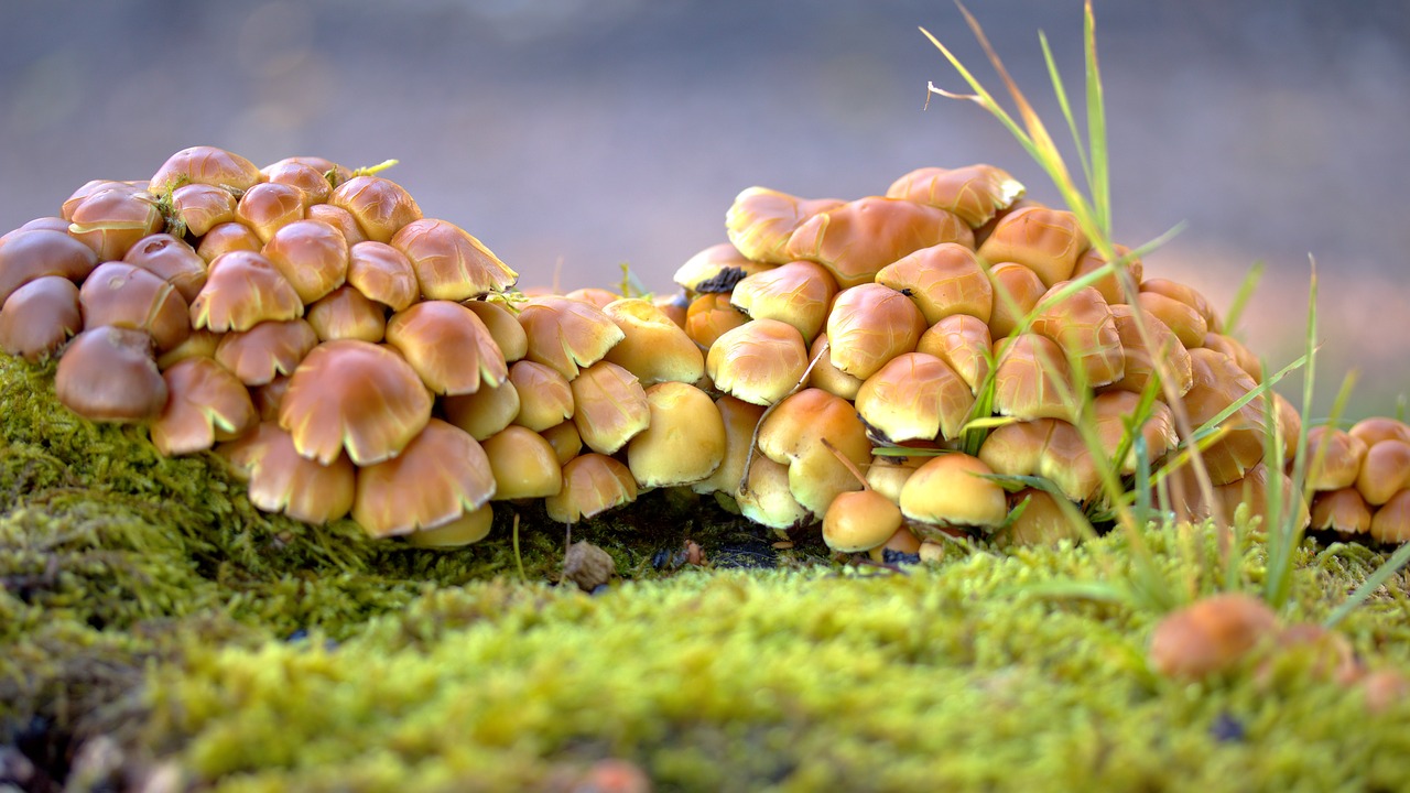 Image - mushrooms autumn nature