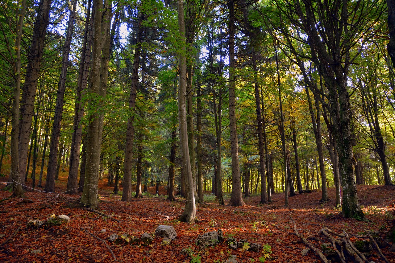 Image - forest trees autumn leaves trail