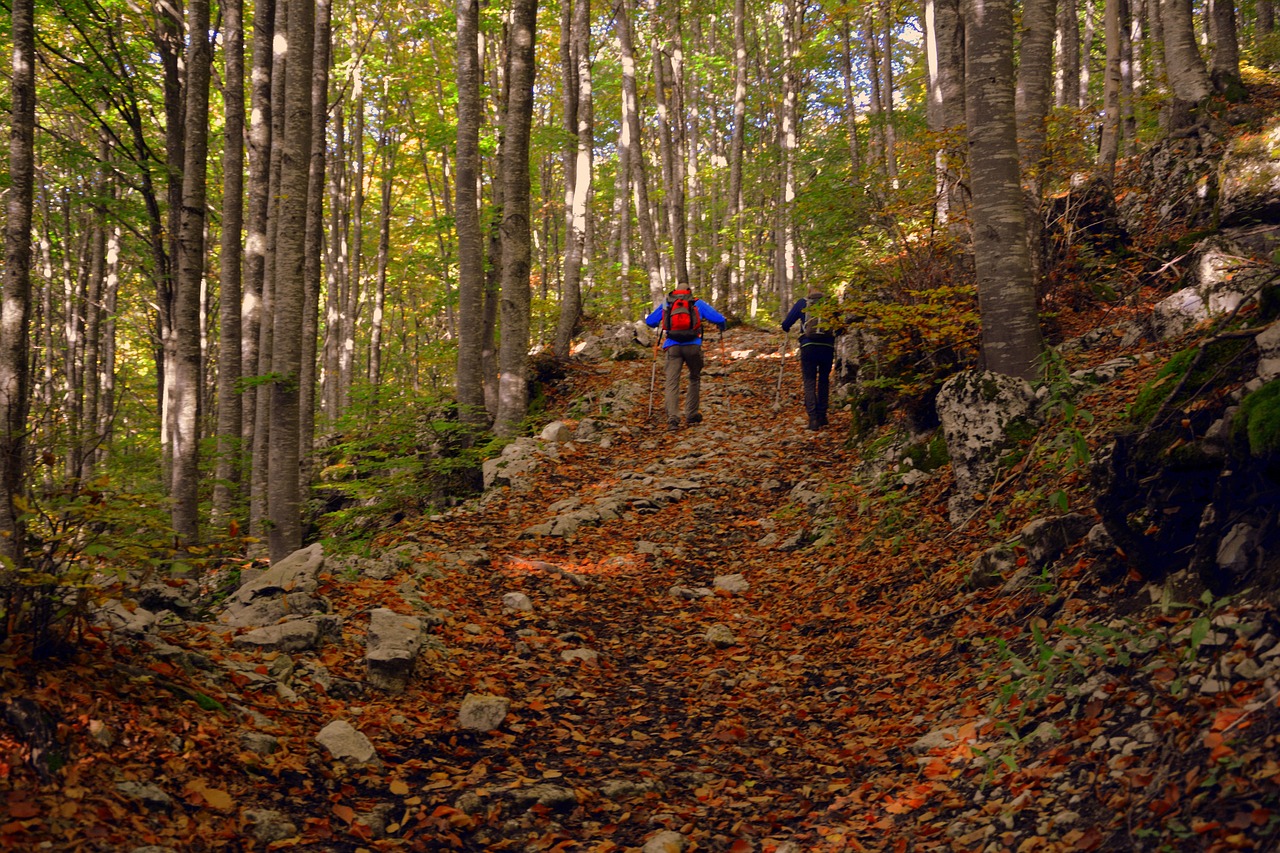 Image - excursion forest autumn trail