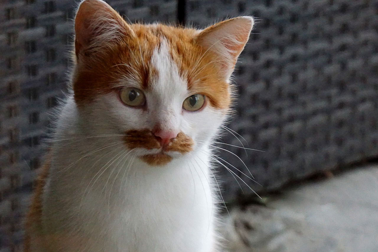 Image - cat pet bart moustache cute