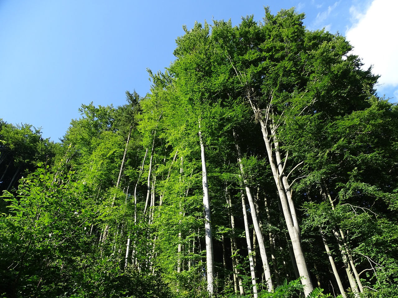 Image - trees forest crooked forest