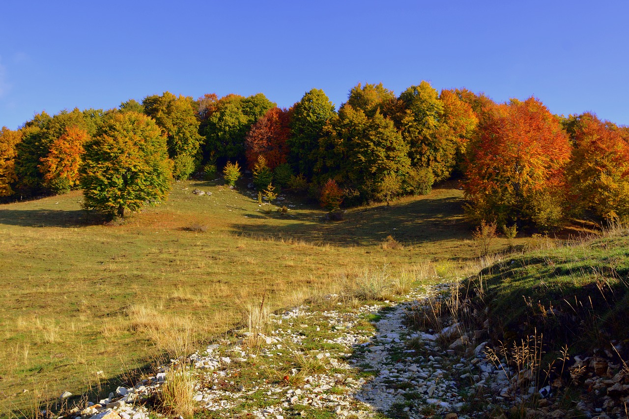 Image - excursion trees autumn trail