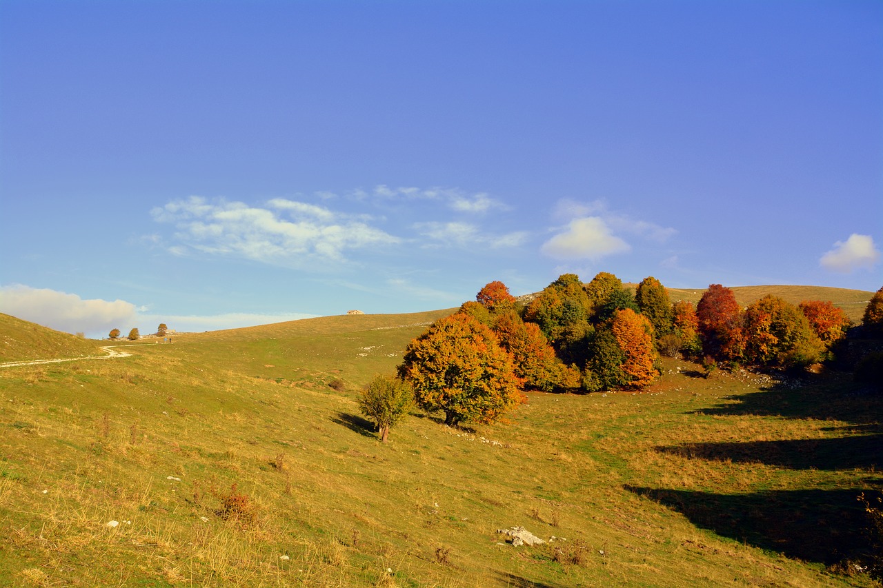 Image - excursion trees autumn trail