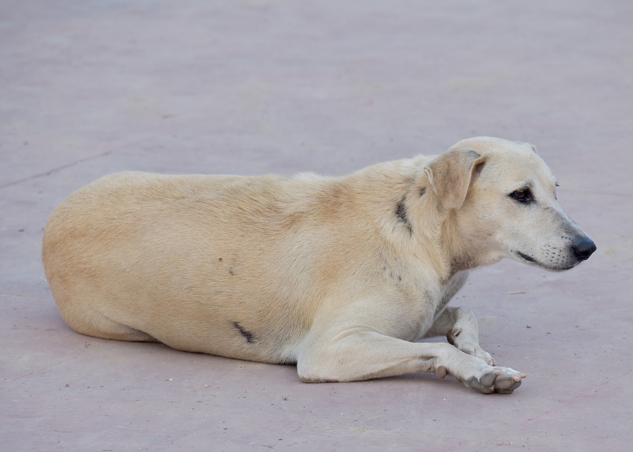 Image - dog street dog white animal canine