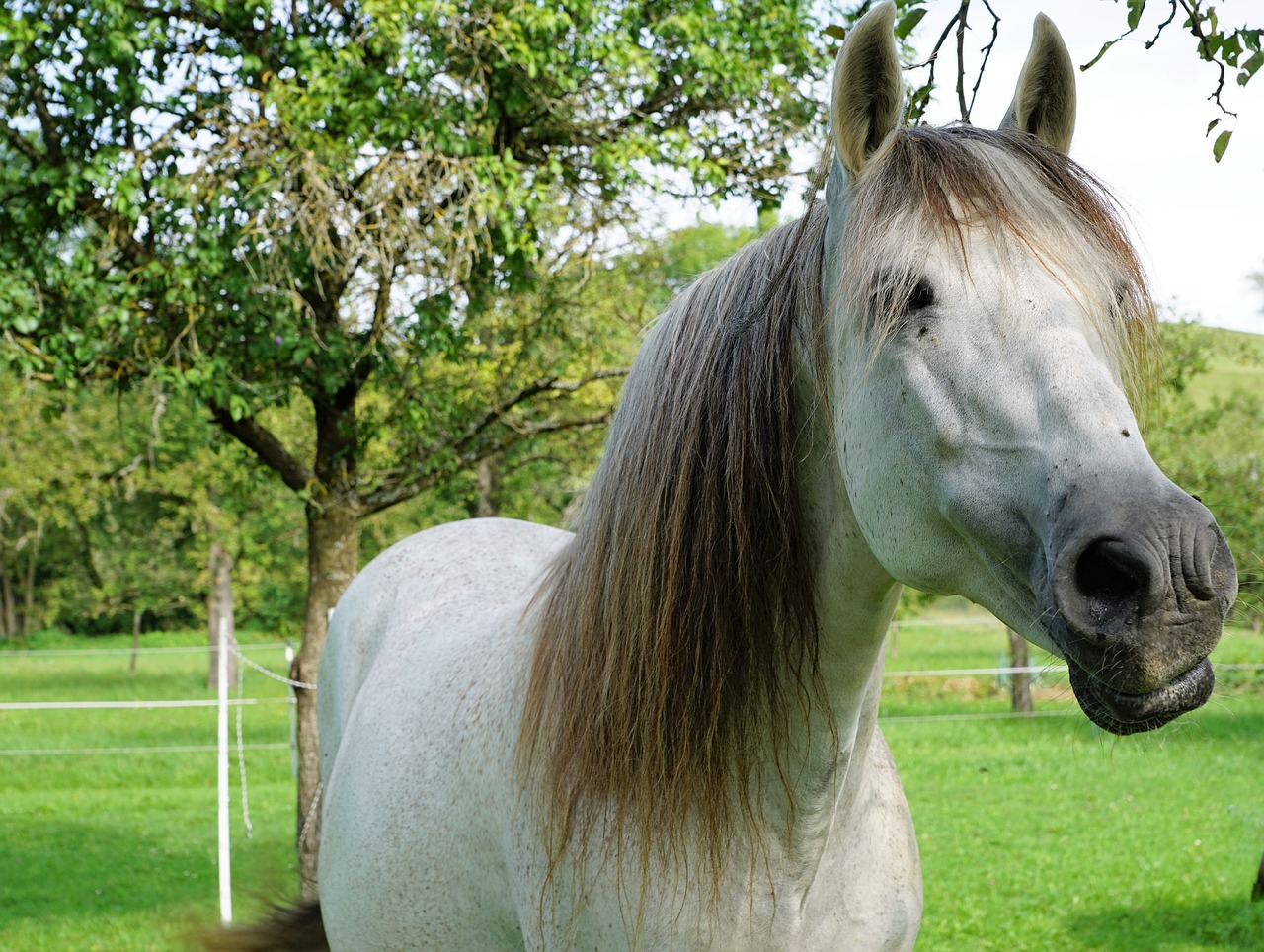 Image - horse nature pasture garden tree