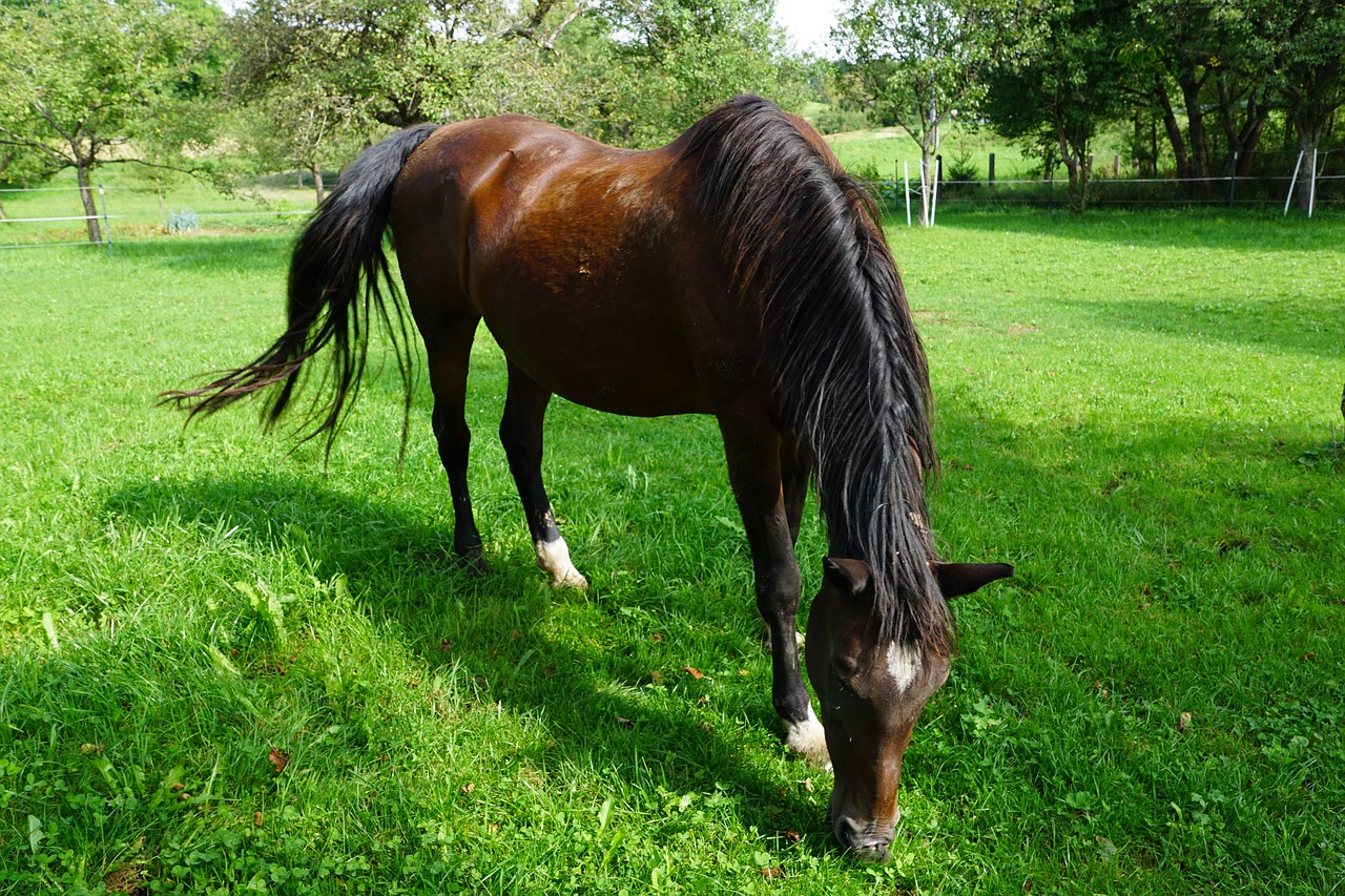 Image - horse nature pasture garden tree